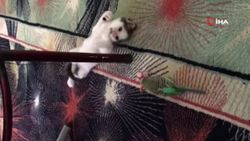 Gaziosmanpaşa’da kedi ile muhabbet kuşunun dostluğu kamerada