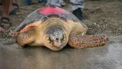 Caretta 'Likya'nın 296 günlük yolculuğu