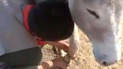 Bingöl’de iki ayağı bağlı eşeği vatandaşlar kurtardı