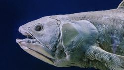 100 yıla kadar yaşayabilen balık: Coelacanth