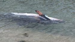 Muğla'da ölü yunus kıyıya vurdu