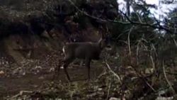 Bolu'da fotokapanla, yaban hayatı çekildi