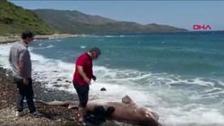 Muğla’da köpek balığı kıyıya vurdu