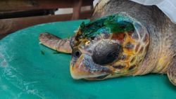 Çanakkale'de yaralı caretta caretta bulundu