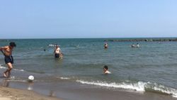 Sakarya'daki kaşıntıların nedeni, deniz anası çıktı