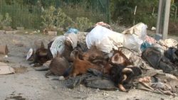 Arnavutköy'de kurbanlık hayvanların kafalarını yola attılar