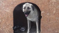Erzurum'da annesiz kalan yavru köpeklere, süt anne verildi