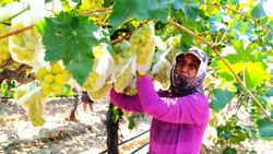 Manisa'da bir çiftçi 4 bin salkım üzümü çöp poşetleriyle kapladı
