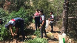 Manisa'da 590 kök kenevir ele geçirildi