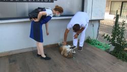 Sarıyer'de köpeği ezip kaçtığı iddia edildi: Köpeği fark etmedim