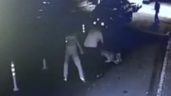 Bağcılar'da pitbull sokak kedisini öldürdü