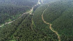 Giresun, Ordu ve Sivas’ta ormanlık alanlara girişler yasaklandı