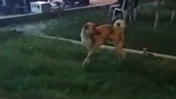 Denizli'de düğünde dans eden köpek