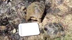 Osmaniye’de yangın bölgesinde kaplumbağalar suyla serinletildi