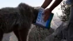 Hakkari'de kurtardıkları ayıyı yüksekten bıraktılar