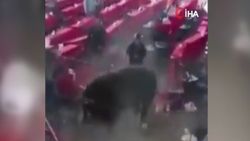 Meksika’da rodeo sırasında boğa seyircilere saldırdı