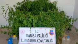 Manisa'da dere yatağındaki sazlık alanda bin 624 kök kenevir ele geçirildi