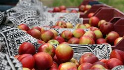 Şeftali ve nektarin bahçede 6 markette 18 lira