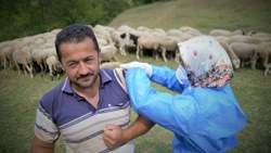 Bursa'da çobanlar, yaylada koyun otlatırken aşılarını oldu