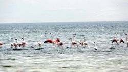 Van'da flamingolar yer değiştirince fotoğrafçıların ilgisi arttı