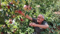 Amasyalı Hamdi Amca, bir ağaçta 6 çeşit elma yetiştirdi