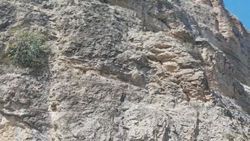 Malatya'da dağ keçilerinin tırmanma yolculuğu