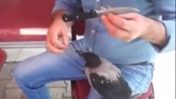Ardahan'daki iki arkadaş, kargayı eliyle besledi