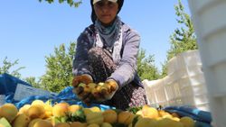 Malatyalılardan 'kayısı bizim' tepkisi