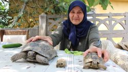 Amasya'daki Zekiye Teyze, 3 kaplumbağaya bakıyor