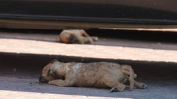 Antalya’da 5 yavru köpek, yakılmış ve darbedilmiş halde ölü bulundu