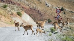 Tunceli'de dağlarda yiyecek bulamayan keçiler, tarlalara indi