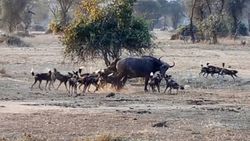 Afrika'da yabani köpek sürüsü, yetişkin bufaloyu avladı