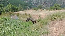 Tunceli'de yavru bozayı, su yalağında eğlendi