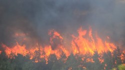 Çanakkale’de ormanlık alanda yangın çıktı 