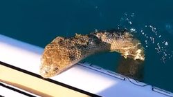 Avusturalya'daki sörfçünün tahtasına, deniz yılanı çıktı