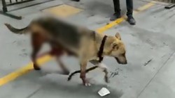 Esenyurt'ta İBB'nin kısırlaştırdığı köpeğin bağırsakları dışarı çıktı
