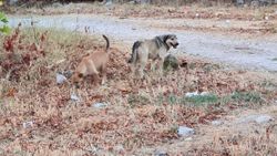 Antalya’da sokak köpekleri kediyi parçaladı