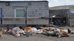 Kars’ta, baraj çevresindeki otlardan yiyen hayvanlar öldü