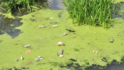 Tunca Nehri, yosun ve çöple birikintileri ile doldu