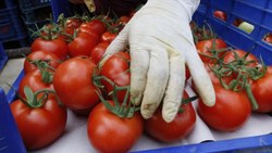 Rusya, Türkiye'den domates ve biber ithal kısıtlamasını kaldırdı