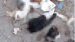 Giresun'daki yavru kedilerin, köpek saldırısıyla öldüğü belirlendi