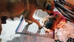 Muğla'da sulama kanalına düşen yavru köpek kurtarıldı