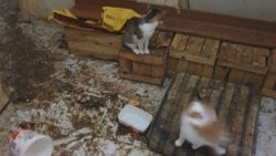 Bolu’da yaşlı kadının koku yayan evinden 50 kedi çıktı