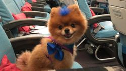 Sarıyer'de hayvan oteline bırakılan köpek öldü
