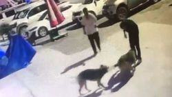 Artvin'de köpeklerin boynuna ip takıp toplayan personele işlem yapıldı