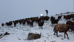 Erzincan'da kar yağışına yakalanan çobanın mutluluğu