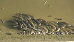 Yeşilırmak'ta balıklar oksijen yetersizliğinden ölüyor