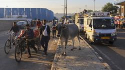 Hindistan'da inekler, sokakları mesken tuttu