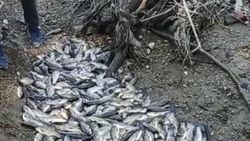 Bursa'da barajın kapatılmasıyla görülen balık ölümlerine soruşturma