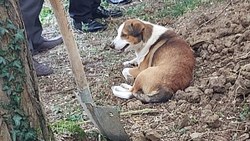 Düzce'de sahibi ölen köpek, mezar başında bekledi